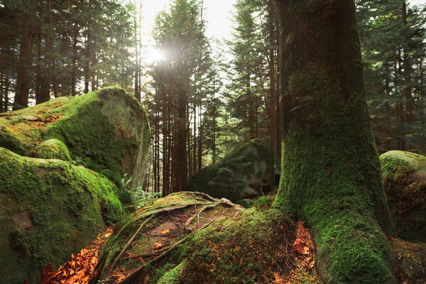 Woods dramatic sun rise time of autumn season tree bark moss surface and roots on stones