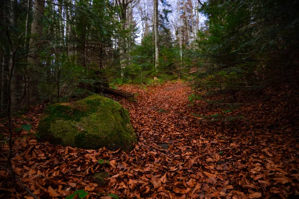 Podzim Lesní Cesta Mezi Věčně Zelené Stromy Říjen Mráz Počasí — Stock fotografie