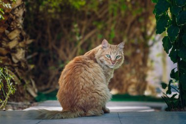 Evsiz kırmızı kedi tarafından dışardaki bahçedeki dramatik portreden rahatsız edilen hayvan duygusal ifadesi.