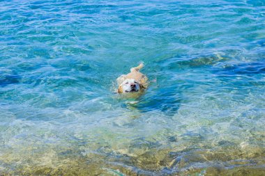 Neşeli Labrador insan yoldaşı deniz suyunda rahatla, yaz tatili aktif yaşam tarzı konsept resmi