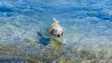 Yüzen Labrador hayvanı, yaz tatilinde deniz suyu ortamında duygusal portre ifadesini yansıtıyor.
