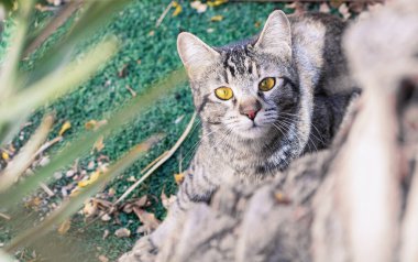 Kedi hayvan portresi park alanı, sarı gözlü kameraya bakıyor.