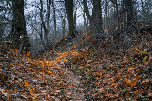 Atmospheric Autumn Forest Aesthetic Landscape Trees Vivid Orange Falling Leaves — Stock Photo, Image