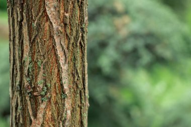 Ağaç kabuğu dokusu bulanık yeşil arkaplan manzarasıyla doğal görüntüyü kapat
