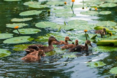 Ördekler anne ve yavrular suda zambaklarla yüzüyorlar, doğal yaşam konsepti fotoğrafı.