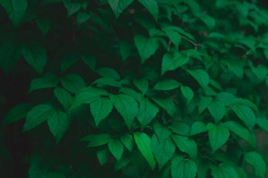 Yeşil yapraklar çiçek yaprağı çevresi konsepti düşük tuşlu ışıklandırma mevsimsel yakın manzara