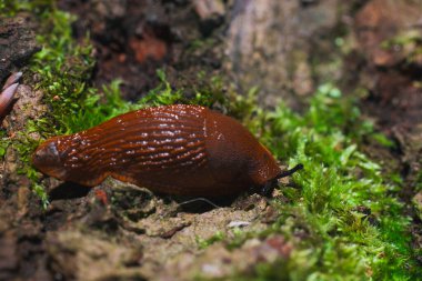 Salyangoz makro fotoğraf yumuşak odak doğal açık hava eğim kayması etkisi çevre manzarası görünümü
