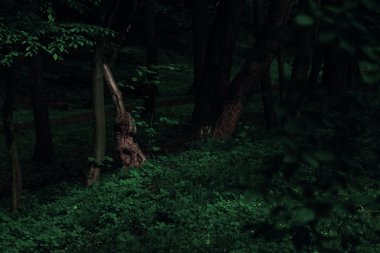 Ağaçlardan koyu renkli orman gölgesi Kuzey Ormanı 'nın yerel doğal manzarası