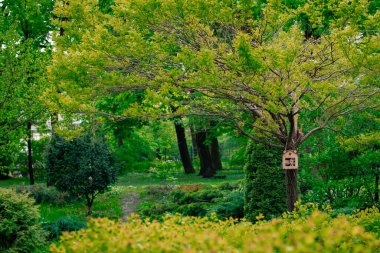 Sonbahar parkı manzarası eski Eylül estetik manzarası sarı ve yeşil yeşillik çevre alanı ve ağaçta asılı kuş evi