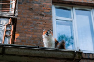 Pofuduk renkli ev kedisi portresi evcil hayvan poz veriyor fakir arka sokak sokak sokak sokak sokak kenarı şehir dışında yürüyor