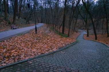 kasım mevsimi sonbahar manzaralı kıvrımlı yollu gri alacakaranlık parkı