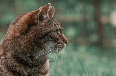 kedi profili portresi bulanık doğa arka plan boş uzay konsepti içinde hayvan kafası fotoğrafçılığını kapat