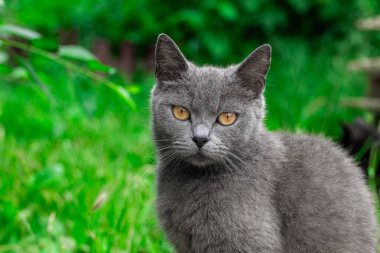 Açık hava hayvan temalı İngiliz yorgun kedi portresi kameraya sarı gözlerle bakıyor ve açık havada doğal yeşil çalı çevre alanında gri yün.