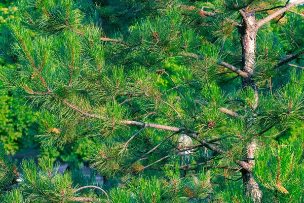 stock image evergreen stem tree spruce needle branches plant background object of Christmas attribute but in south sunny vivid environment