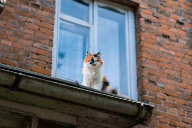Tüylü kedi, şehir dışındaki getto arka sokağının kamera portresine bakıyor.