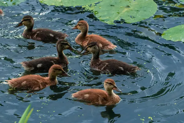 Küçük ördekler hayvan temalı dalgalı su birikintilerinde yüzer. Doğal uzay ve zambak bitkisi bahar zamanı ortamı.