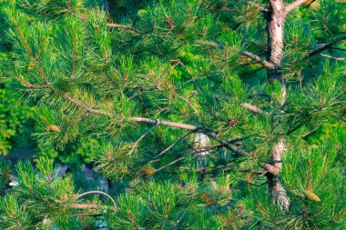 Çam ağacı parlak gün dallarını ve iğneleri doğal ağaçlarla kaplar.