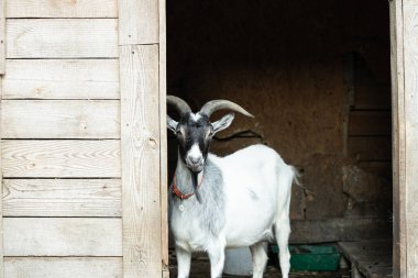 Keçi portresi hayvan temalı ahşap kulübe kır evi kırsal bölge