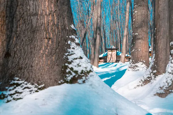 stock image winter woods landscape peaceful December morning time trees foreground and rural wooden house pagan country side background