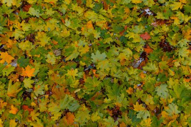 Sonbahar yaprakları arka planda turuncu kahverengi yeşil renkli doğal manzara Kasım ayından önceki Aralık ayında kar yağışlı