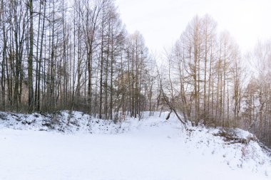 Ocak ayındaki orman kenarlarında karlı çimenler kış mevsimi sabah güneşi parıldıyor. Huzurlu ve huzurlu bir manzara.