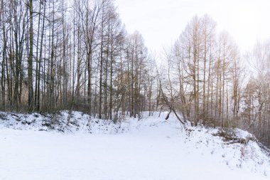 Ocak ayındaki orman kenarlarında karlı çimenler kış mevsimi sabah güneşi parıldıyor. Huzurlu ve huzurlu bir manzara.