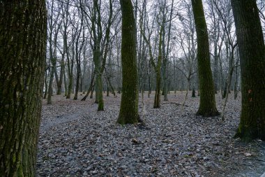 Depresif kasvetli ormanlar çıplak dallar ilkbahar başlarında insanlar olmadan gri bir gün.