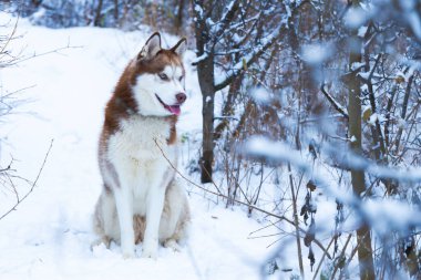 Sibirya 'nın mavi gözleri kuzey memelilerinin çekici portresi beyaz karlı kış ormanı ortamında Aralık ya da Ocak ayı