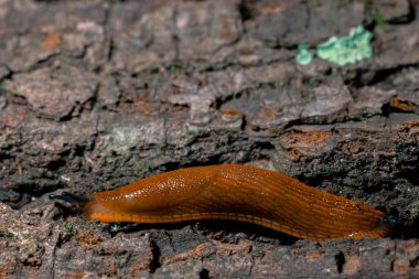Salyangoz hayvan temalı makro fotoğraf profili yumuşak odaklı ahşap desenli arka plan alanını kapat