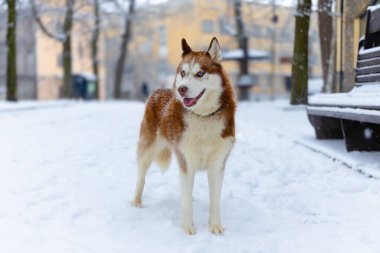 Kış mevsimi manzarası caddesinde poz veren sevimli köpek portresi. Avrupa 'nın kuzeyindeki buz gibi havanın olduğu Ocak ayı.