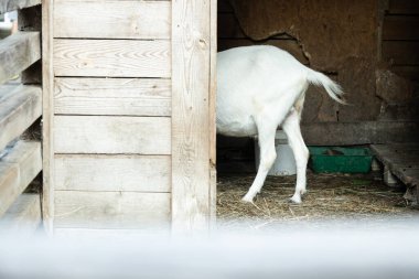 funny animal theme concept picture of goat ass tail and hooves farmland rustic environment