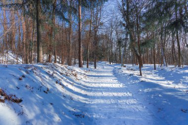 Huzurlu kış sabahı orman manzarası çam ağaçları ocak aylarında kar mevsiminde yürümek için patika.