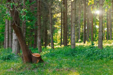 Bahar sabahı güneş doğuyor orman manzarası ahşap arazi çimen manzarası taze sezon güzel bir ay