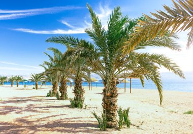 Palm Beach güneşli yaz yaşamı tarzı tatil manzarası deniz doğası cennet gibi parlak doğal ortam