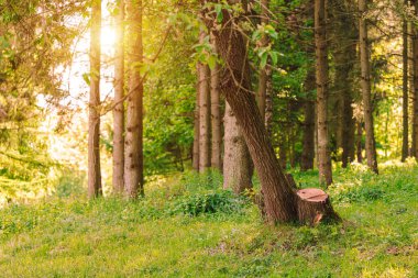 Ormandaki sabah güneşinin doğuşu. Parlak bahar manzarası. Doğası küçük çimenler.