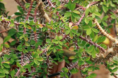 thorny plant green leaves garden floral spring time blossom natural background clipart