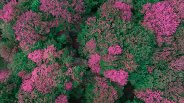 spring blossom pink green forest landscape foliage aerial view from top wallpaper natural picturesque concept clipart