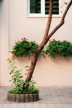 Çevreye döşenmiş döşeme, sokak fayans alanı, yapayalnız ağaç çiçeği yatağı ve saksılar doğal süslemeler, dikey estetik manzara.