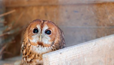 cute eyes helpless small owl in rescue shelter for animal theme concept clipart