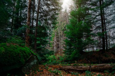 Büyük yeşil çam ormanı, dağlık dağ manzarası, çevre alanı, yosun kayaları, alacakaranlık, güneş doğarken çarpıcı bir ışık.