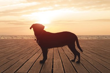 Labrador köpek silueti, huzurlu deniz manzarası arka plan duvar kağıdı güzel gün batımı, turuncu, sıcak ışık pırıl pırıl, evcil hayvan yaşam tarzıyla yürüyüş.