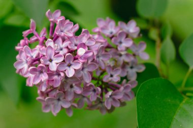 Bahar çiçekleri taze leylak çiçekleri çiçek bahçeleri Nisan ayının renkli manzarası yakın plan manzarası