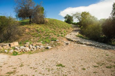 Yaz mevsiminde tropik iklim bahçesi manzarası... yemyeşil bitkiler... güneş doğayı aydınlatıyor.