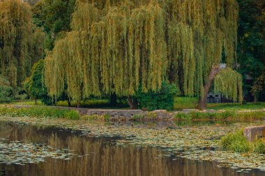 söğüt ağaçları, bulutlu gri park, deniz kenarında doğa manzarası.