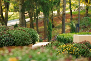 Bahar mevsimi çiçek mevsimi. Nisan ayında güneşli bir havada, şehir meydanındaki park alanının doğal çiçek peyzajı.