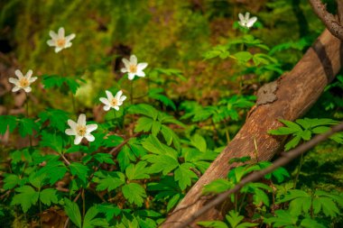 Çiçek baharı çayırı bitki tomurcukları mevsimi özel çevre alanı yakın görünüm kavramı