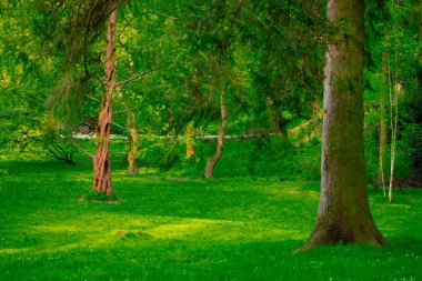 Cennet gibi canlı yaz ormanı resimli çimenler ve ağaçlar güzel çiçek bahçeleri çevre sahaları manzaralı tasarım fotoğrafları olmadan.