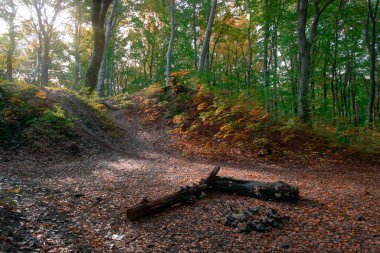 Orman manzarası, sabah güneşi, ağaçları çarpıcı bir sonbahar mevsimsel çevre alanına dönüştürüyor.