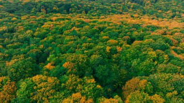 Sonbahar ormanı gökyüzü canlı renkler ahşap kara yeşili ve sarı renkler yatay manzara