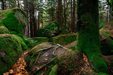 Dramatik alacakaranlık ormanı dağlık arazi eylül manzarası ağaçlarla çevrili kayalık manzara